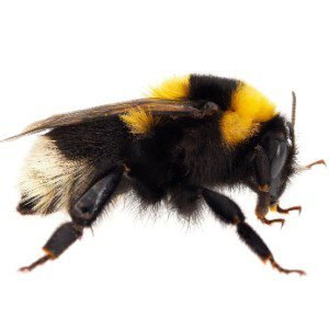 Hackers Deploy Bumblebee Loader to Breach Target Networks