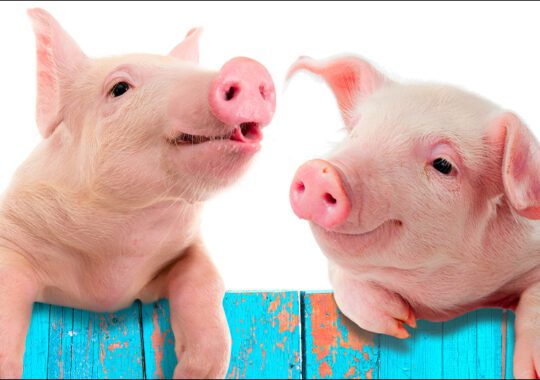 DOJ Closes Pig-Butchering Domains Tied to Crypto Scams