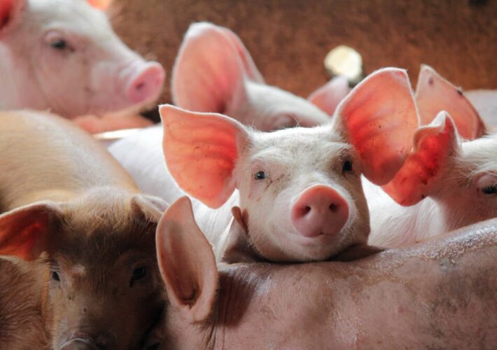 ‘Pig butchering’ romance scam domains seized and slaughtered by the Feds