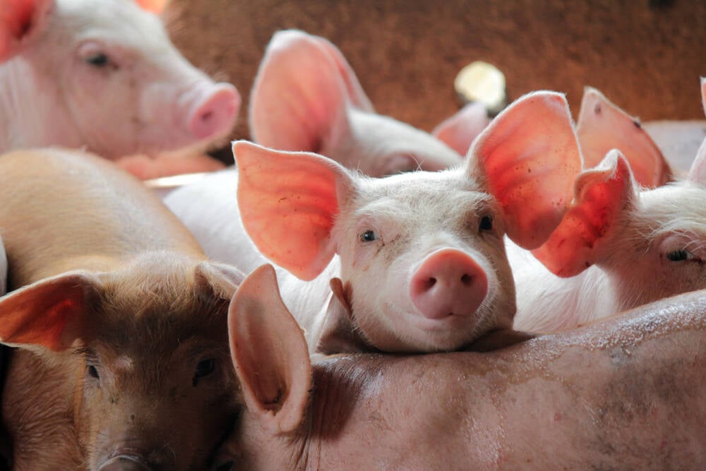 ‘Pig butchering’ romance scam domains seized and slaughtered by the Feds