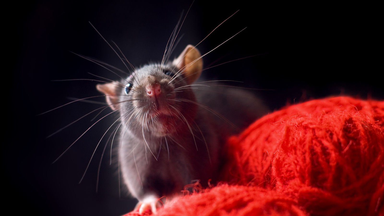 Stealthy SeroXen RAT malware increasingly used to target gamers – Source: www.bleepingcomputer.com