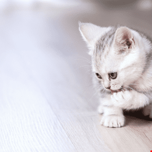 Charming Kitten’s PowerStar Malware Evolves with Advanced Techniques – Source: www.infosecurity-magazine.com