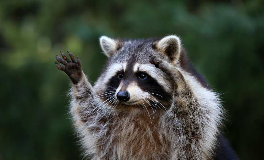 Breach Roundup: Raccoon Stealer Makes a Comeback – Source: www.databreachtoday.com
