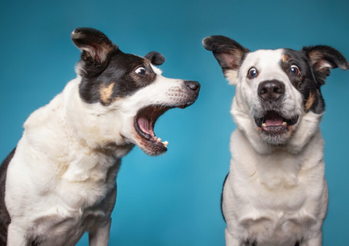 canada-confirms-ddos-attack-disrupted-airport-arrival-kiosks-–-source:-wwwdatabreachtoday.com