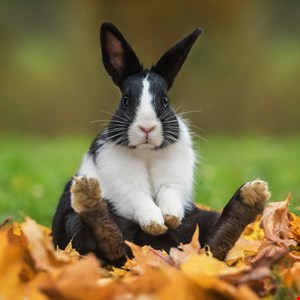 BunnyLoader Malware Targets Browsers and Cryptocurrency – Source: www.infosecurity-magazine.com