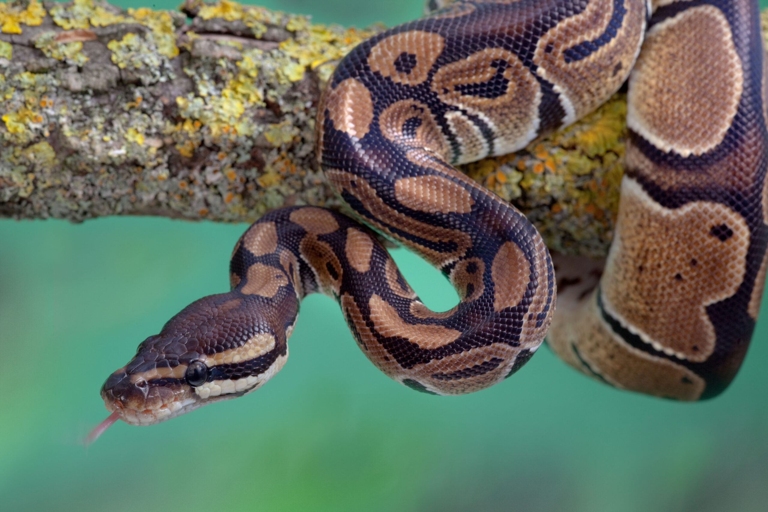 Stealthy, Thieving Python Packages Slither Onto Windows Systems – Source: www.darkreading.com