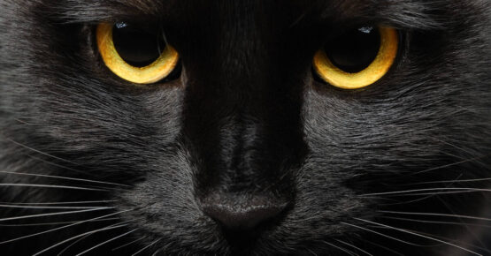 AlphV/BlackCat hacked back as feds offer decryptor to ransomware victims – Source: go.theregister.com