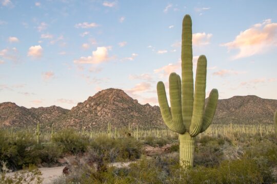Cacti Monitoring Tool Spiked by Critical SQL Injection Vulnerability – Source: www.darkreading.com