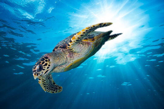 Turkish APT ‘Sea Turtle’ Resurfaces to Spy on Kurdish Opposition – Source: www.darkreading.com