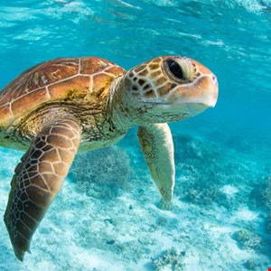 turkish-apt-sea-turtle-resurfaces,-spies-on-dutch-it-firms-–-source:-wwwinfosecurity-magazine.com