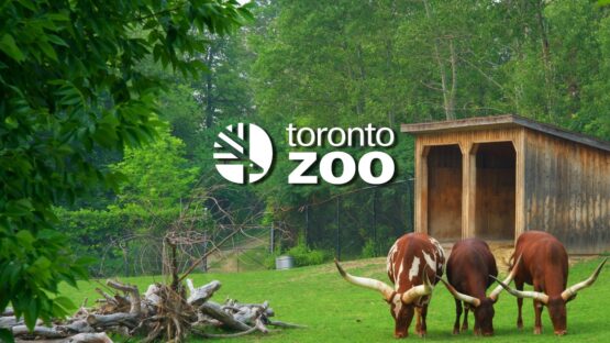 Toronto Zoo: Ransomware attack had no impact on animal wellbeing – Source: www.bleepingcomputer.com
