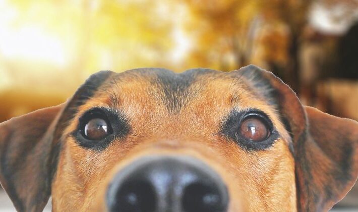 Heartless scammers prey on hundreds of lost pet owners, demanding ransoms or else… – Source: www.bitdefender.com