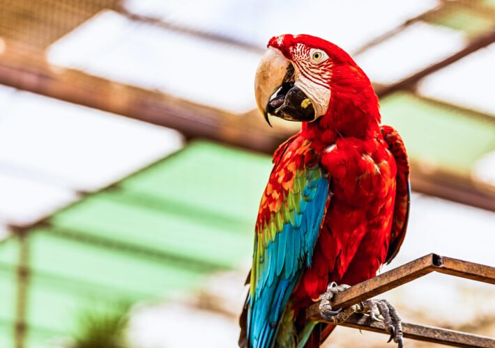 millions-at-risk-as-‘parrot’-web-server-compromises-take-flight-–-source:-wwwdarkreading.com