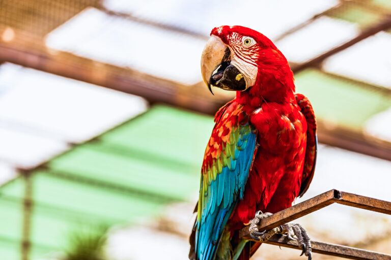 millions-at-risk-as-‘parrot’-web-server-compromises-take-flight-–-source:-wwwdarkreading.com