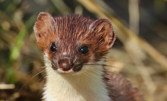 Weasel Words Rule Too Many Data Breach Notifications – Source: www.databreachtoday.com