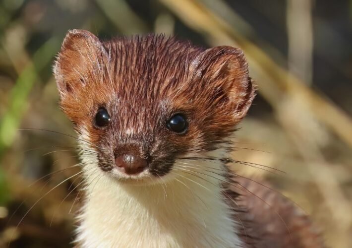 weasel-words-rule-too-many-data-breach-notifications-–-source:-wwwdatabreachtoday.com