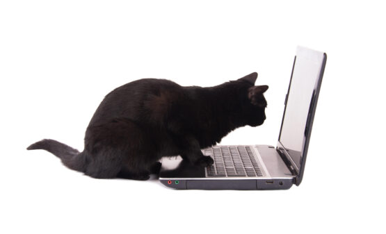 ‘Commando Cat’ Is Second Campaign of the Year Targeting Docker – Source: www.darkreading.com