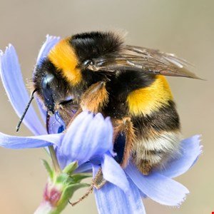 notorious-bumblebee-malware-re-emerges-with-new-attack-methods-–-source:-wwwinfosecurity-magazine.com