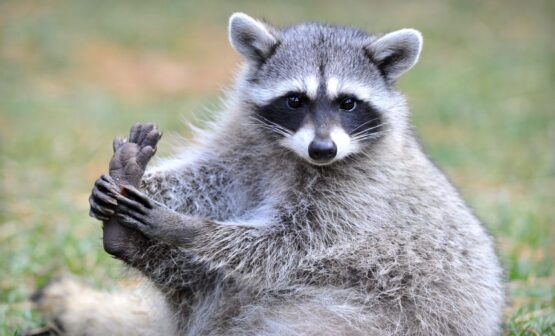 Ukrainian Behind Raccoon Stealer Operations Extradited to US – Source: www.databreachtoday.com