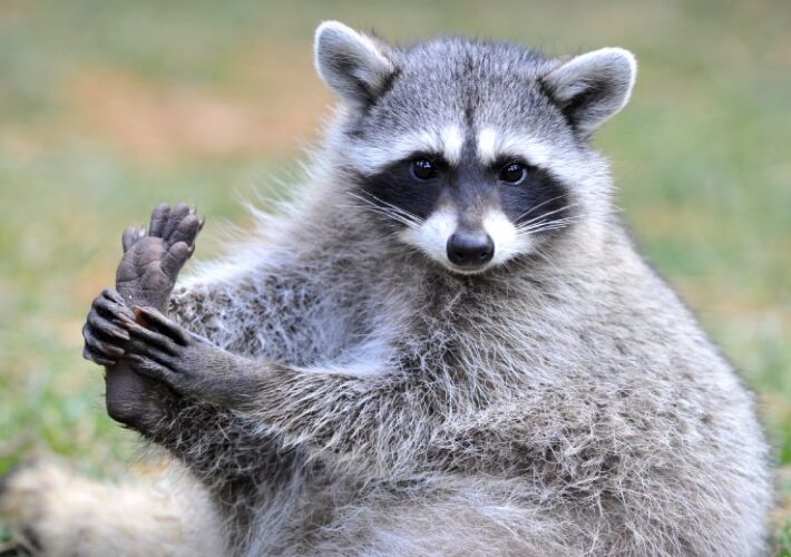 ukrainian-behind-raccoon-stealer-operations-extradited-to-us-–-source:-wwwdatabreachtoday.com