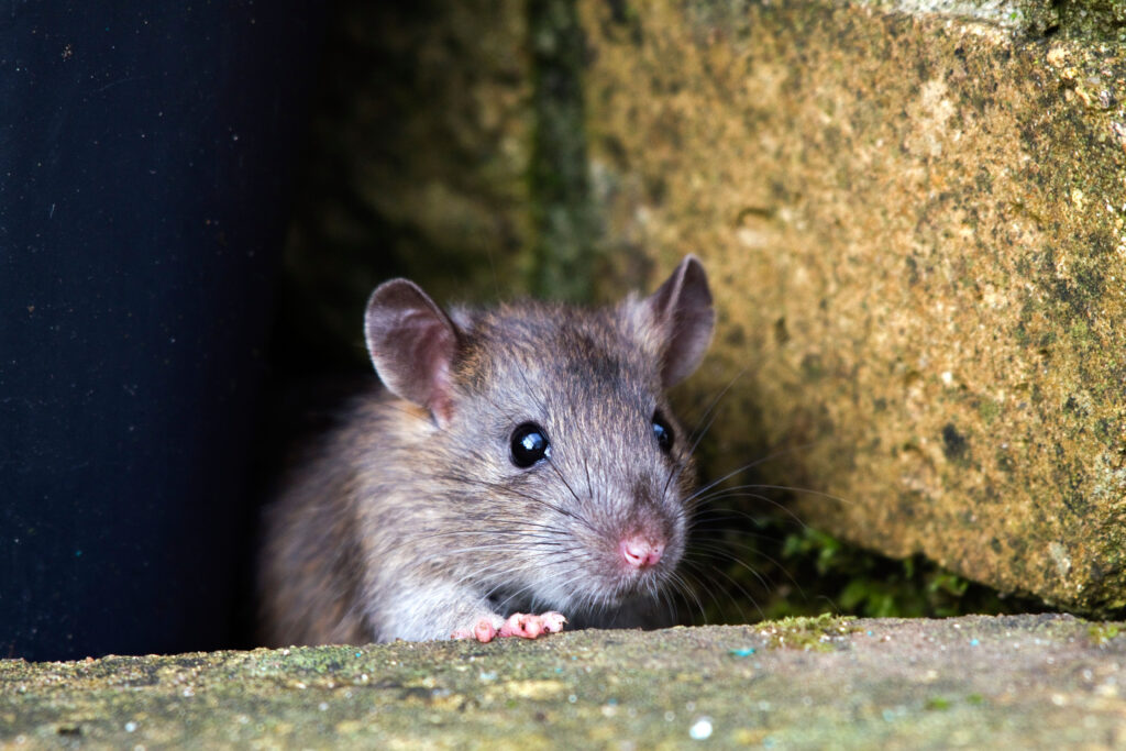 spoofed-zoom,-google-&-skype-meetings-spread-corporate-rats-–-source:-wwwdarkreading.com