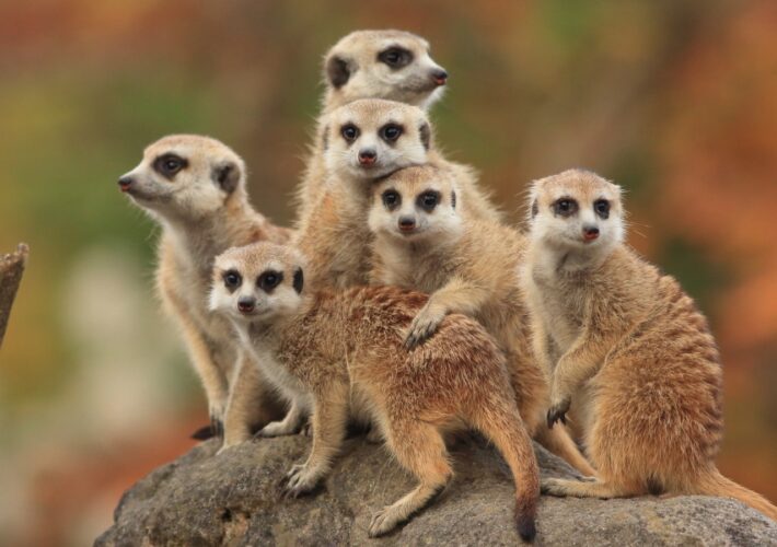 ‘Muddling Meerkat’ Poses Nation-State DNS Mystery – Source: www.darkreading.com