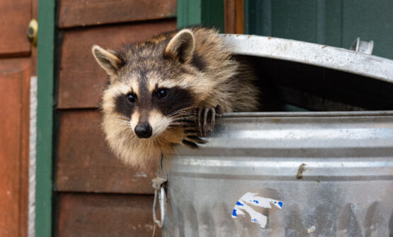 Ukrainian Pleads Guilty for Role in Raccoon Stealer Malware – Source: www.databreachtoday.com