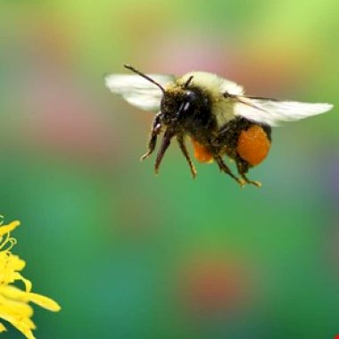 netskope-reports-possible-bumblebee-loader-resurgence-–-source:-wwwinfosecurity-magazine.com