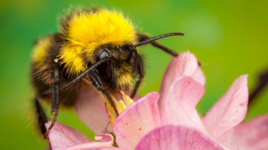 Bumblebee Malware Is Buzzing Back to Life – Source: www.darkreading.com