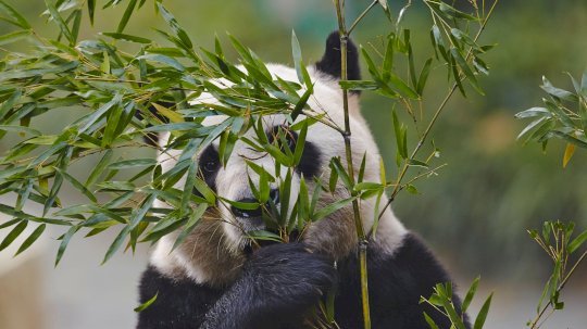 China’s ‘Evasive Panda’ APT Debuts High-End Cloud Hijacking – Source: www.darkreading.com