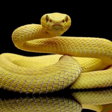 Evolving Snake Keylogger Variant Targets Windows Users – Source: www.infosecurity-magazine.com