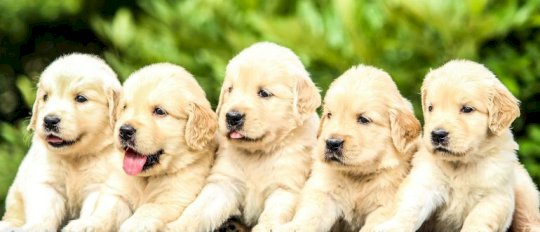 Are Puppies the New Booth Babes: What Do You Think? – Source: securityboulevard.com