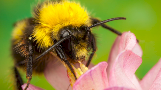 bumblebee-malware-takes-flight-via-trojanized-vmware-utility-–-source:-wwwdarkreading.com
