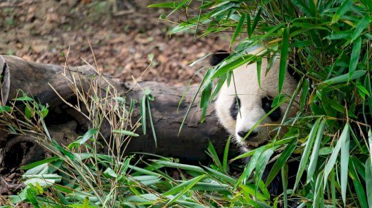 pandas-galore:-chinese-hackers-boost-attacks-in-latin-america-–-source:-wwwdarkreading.com