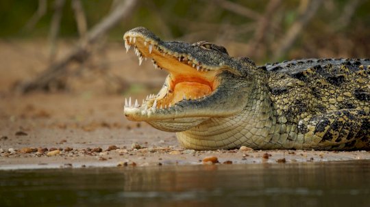 ‘crocodilus’-sharpens-its-teeth-on-android-users-–-source:-wwwdarkreading.com