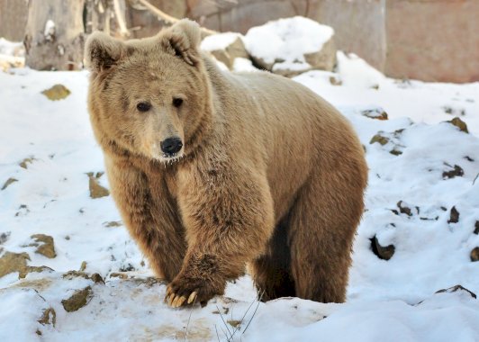 you-say-cozy-bear,-i-say-midnight-blizzard,-voodoo-bear,-apt29-…-–-source:-gotheregister.com