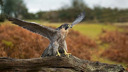 Stealth Falcon APT Exploits Microsoft RCE Zero-Day in Mideast – Source: www.darkreading.com