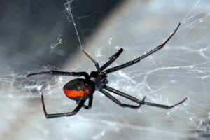 Scattered Spider has moved from retail to insurance – Source: go.theregister.com