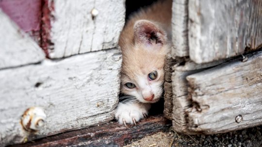 charming-kitten-apt-tries-spying-on-israeli-cybersecurity-experts-–-source:-wwwdarkreading.com