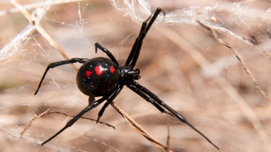 scattered-spider-hacking-spree-continues-with-airline-sector-attacks-–-source:-wwwdarkreading.com