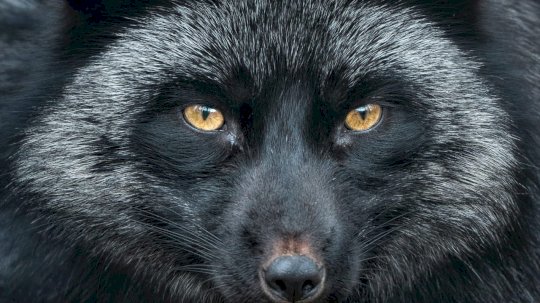 silver-fox-suspected-in-taiwanese-campaign-using-deepseek-lure-–-source:-wwwdarkreading.com