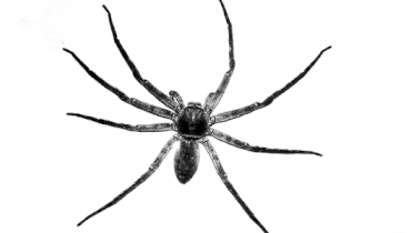 4 Arrests in Dawn Raid of Scattered-Spider Suspects – Source: securityboulevard.com