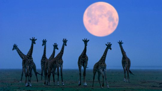 interpol-arrests-over-1k-cybercriminals-in-‘operation-serengeti-20’-–-source:-wwwdarkreading.com